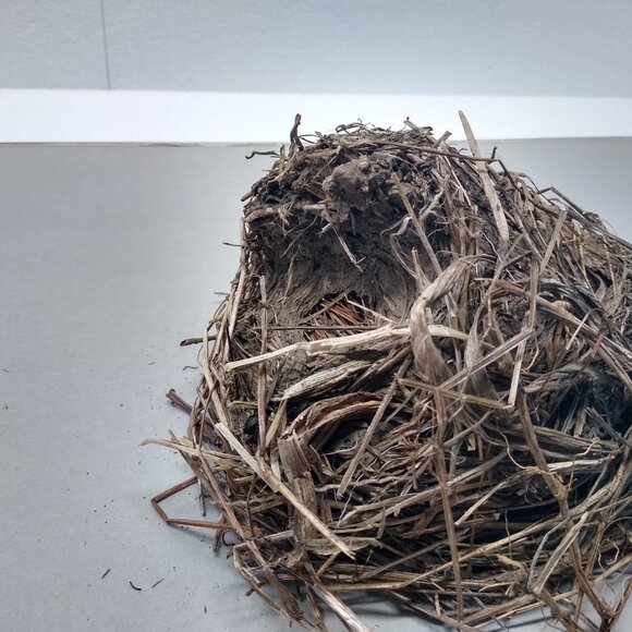 Authentic Natural Bird Nest 2011 Joplin Missouri Tornado Aftermath Unique Rustic - Picture 4 of 8